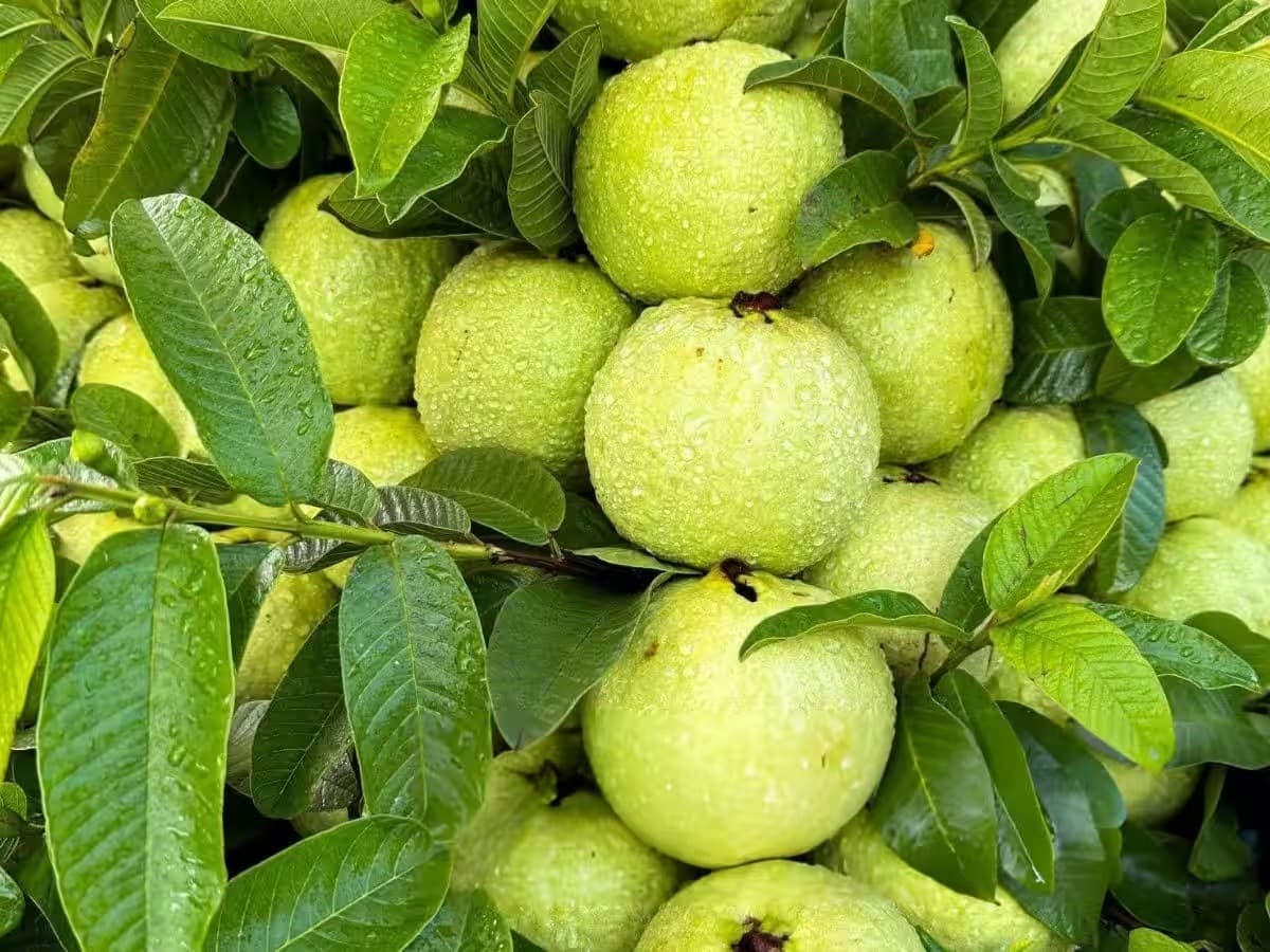 Health Tips: अमरूद के लाभ जान जायेंगे, तो इसे खाने से अपने आपको रोक नहीं पायेंगे