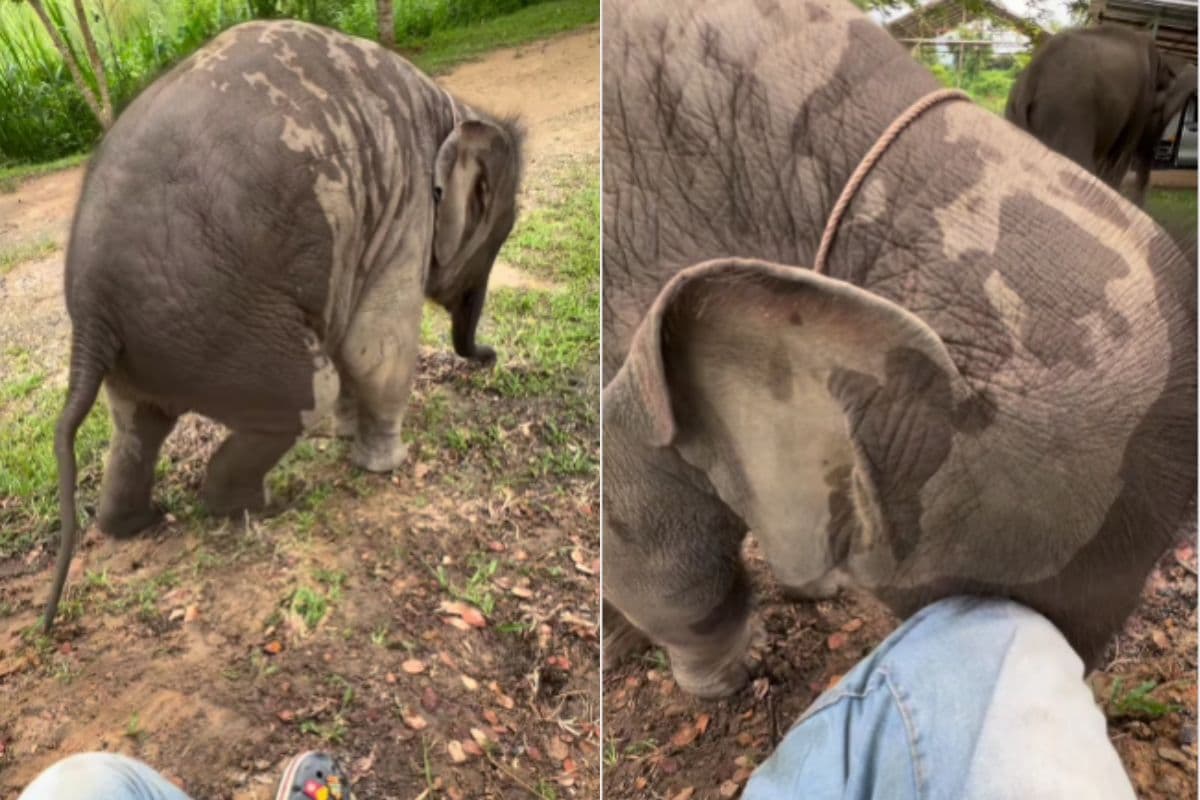 Viral Video: बार-बार केयरटेकर की गोद में बैठना चाह रहा था नन्हा हाथी, मस्ती भरी जिद ने जीता सबका दिल