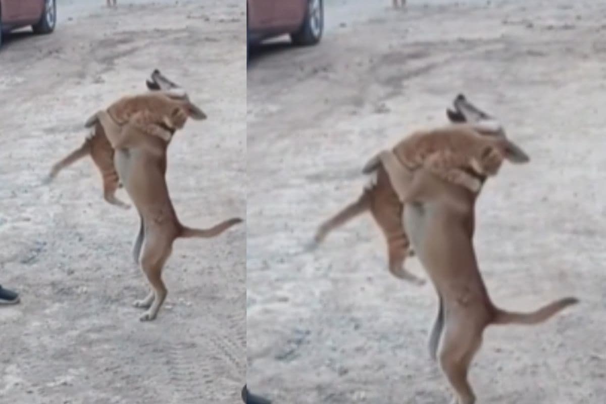 Viral Video: कुत्ते ने दी दोस्ती की मिसाल, बिल्ली को गिरने से बचाकर जीत लिया लोगों का दिल 
