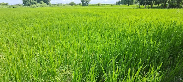 यूरिया की किल्लत से जूझ रहे हैं किसान, ब्लेक मार्केट से खरीदने को विवश