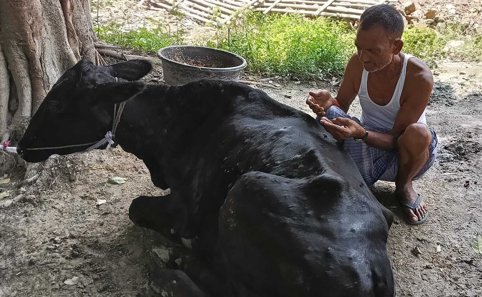 hajipur news. तेजी से फैल रहे लंपी रोग से पशुपालक परेशान