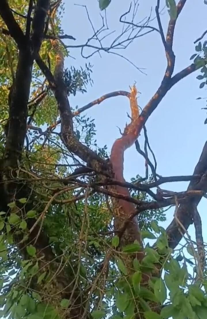 ठनका गिरने से जामुन का पेड़ हुआ क्षतिग्रत, बाल-बाल बचे लोग