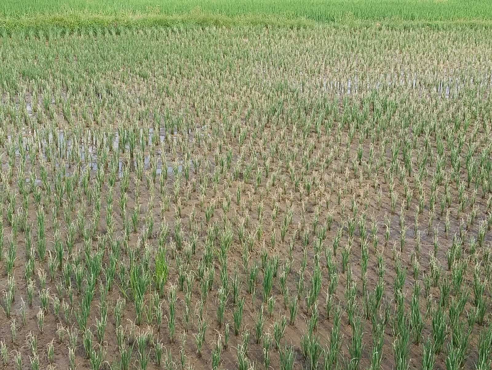धान की फसल में लग रहे रोग, थमा ग्रोथ