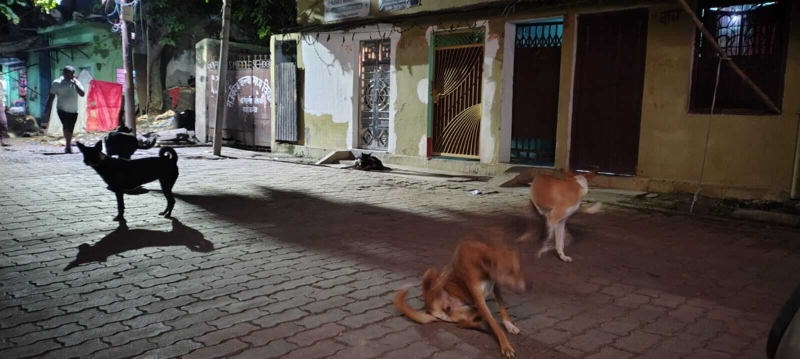 पशुओं के आतंक ने बढ़ायीं मुश्किलें, जान का खतरा