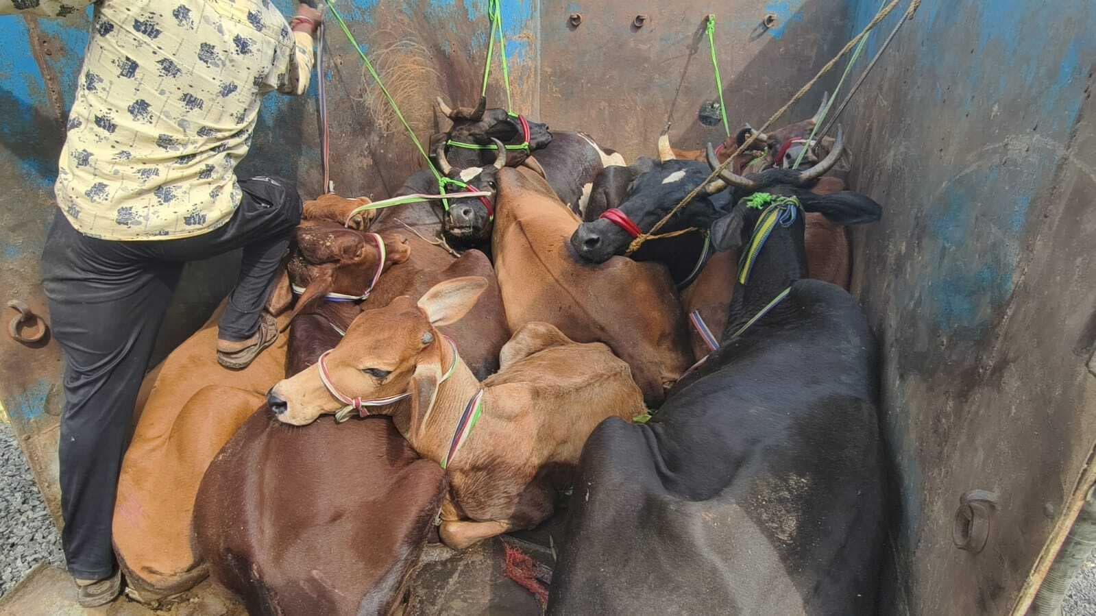 पुलिस ने 11 मवेशी लोड पिकअप वैन किया जब्त