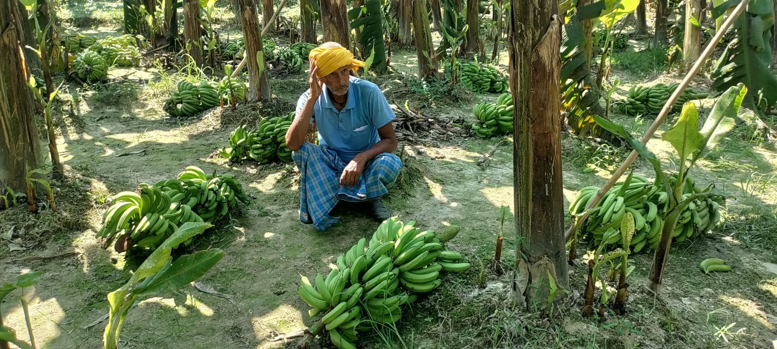 असामाजिक तत्वों ने केला फसल काटकर किया नष्ट