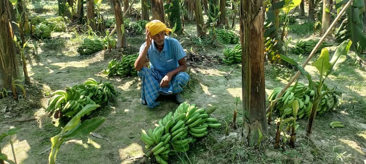 असामाजिक तत्वों ने केला फसल काटकर किया नष्ट