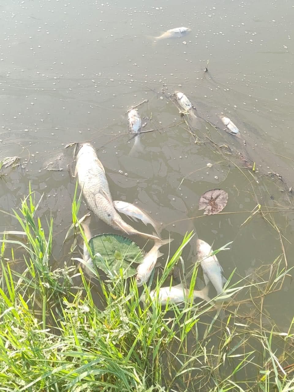 चमगोड़ा पोखर में चार क्विंटल से अधिक मछलियां मरीं