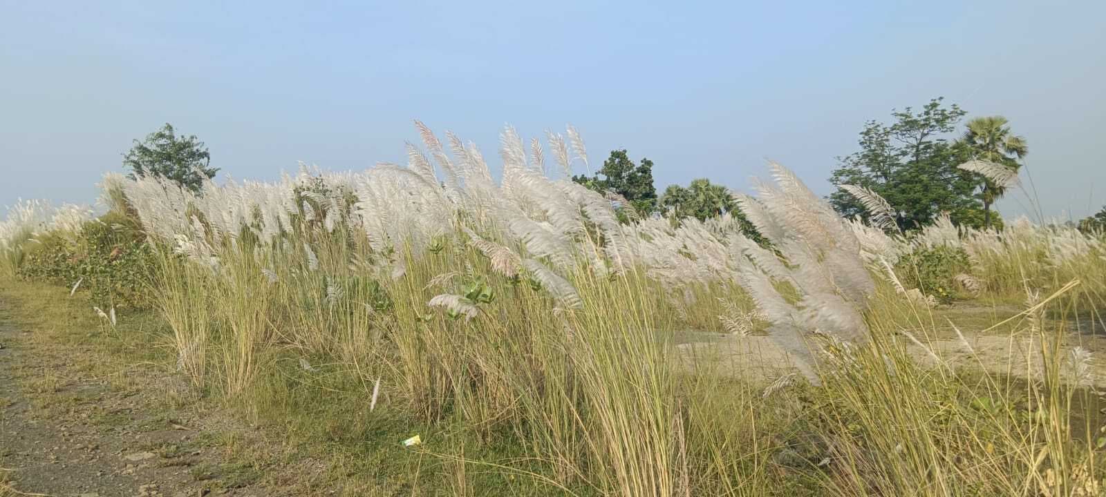 काश के फुल का लहलहाना दे रहा है शारदीय नवरात्र की आहट