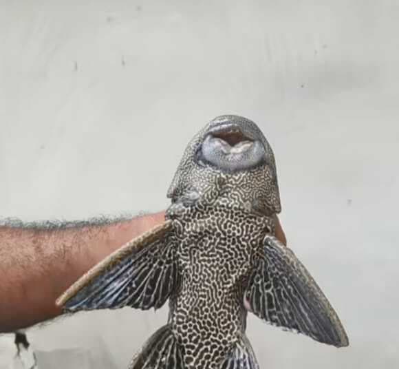 अमेजन नदी में मिलने वाली सकरमाउथ कैटफिश कारी कोसी में मिली