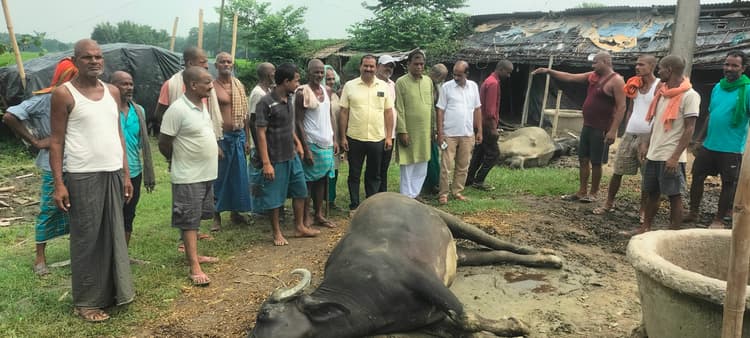 करेंट से तीन मवेशियों की मौत, पशुपालकों ने किया प्रदर्शन