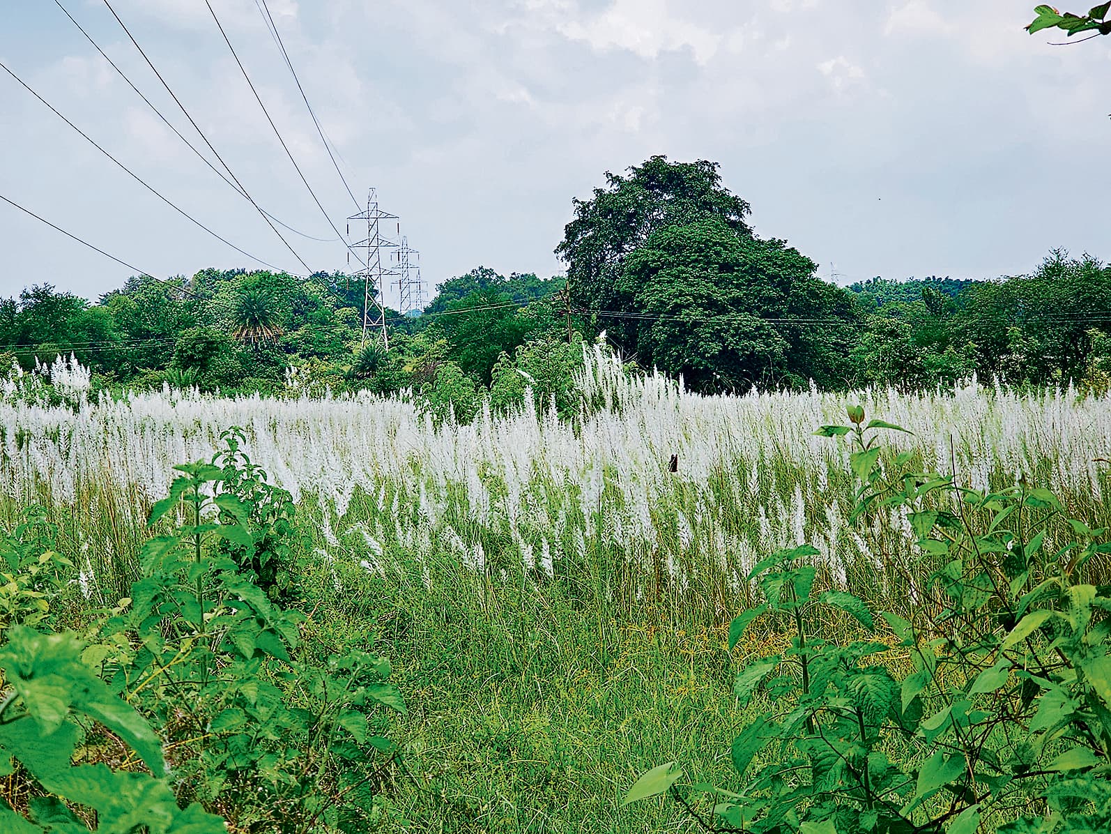 East Singhbhum News : नवरात्र के आगमन का संदेश, खिले कांस के फूल