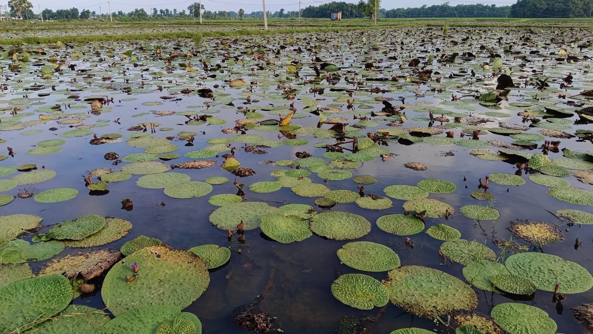 मखाना विकास बोर्ड की स्थापना के लिए हर तरह से उपयुक्त है कटिहार
