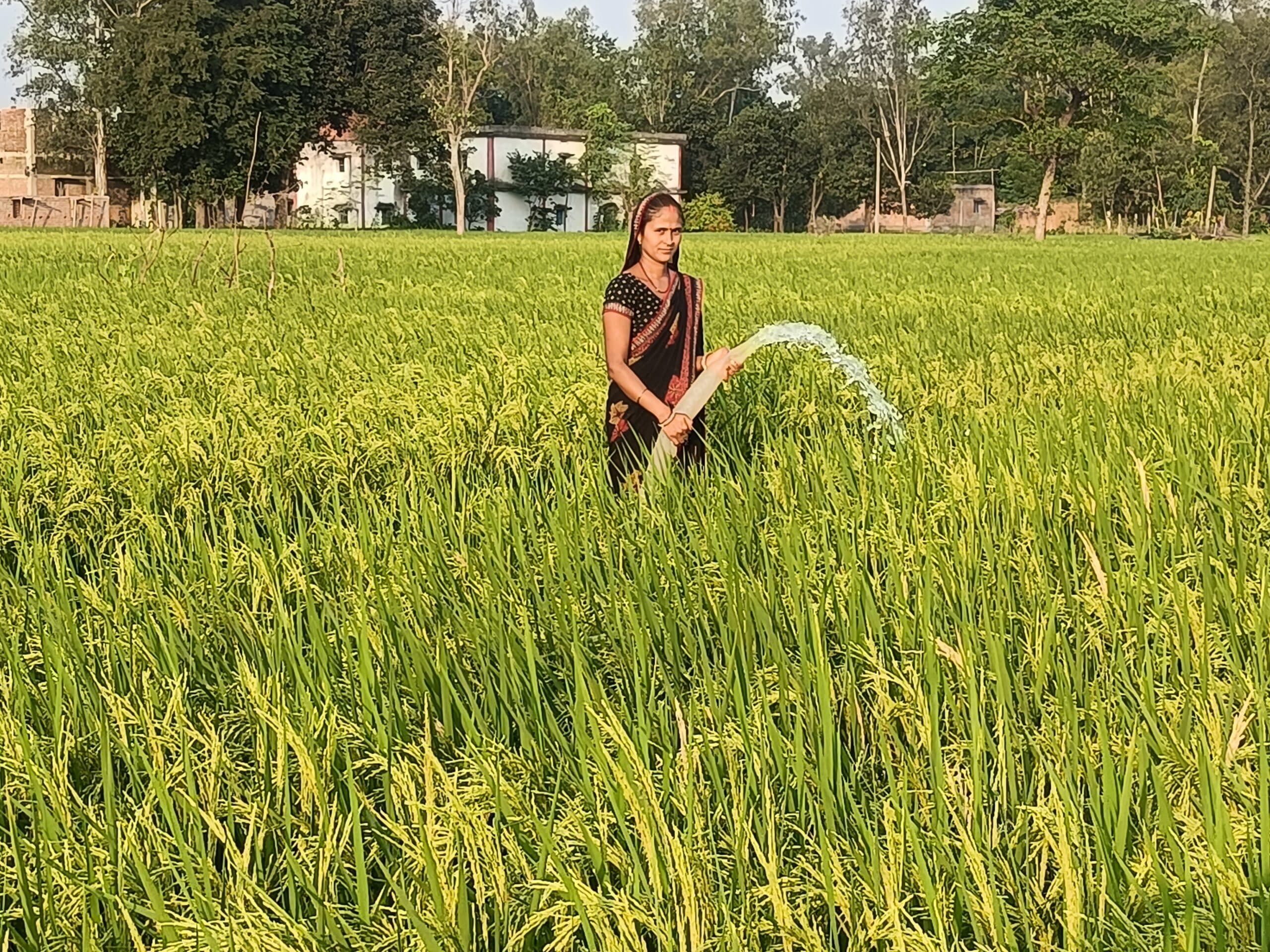 Giridih News: दो सप्ताह तक बारिश का इंतजार करने के बाद किसानों ने डीजल पंप से शुरू की सिंचाई