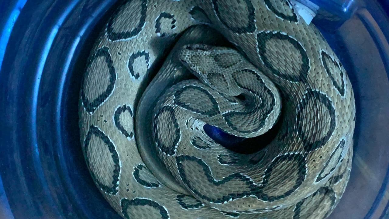 कांवरिया पथ में मिला दुर्लभ प्रजाति का रशैल वाइपर सांप, वन विभाग ने पकड़ा