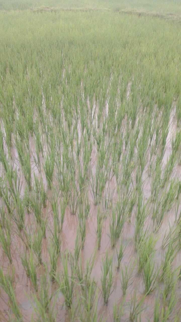 Giridih News: झमाझम बारिश से देवरी प्रखंड के कृषकों ने ली राहत की सांस