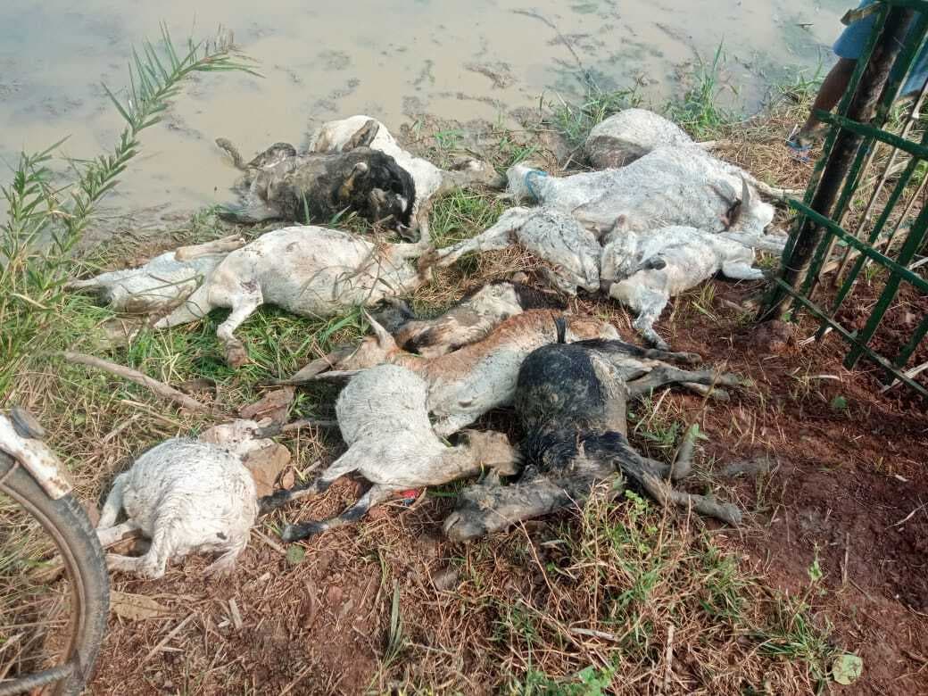 आसमानी बिजली की चपेट में आने से दो महिलाएं अचेत, डेढ़ दर्जन बकरियों की मौत