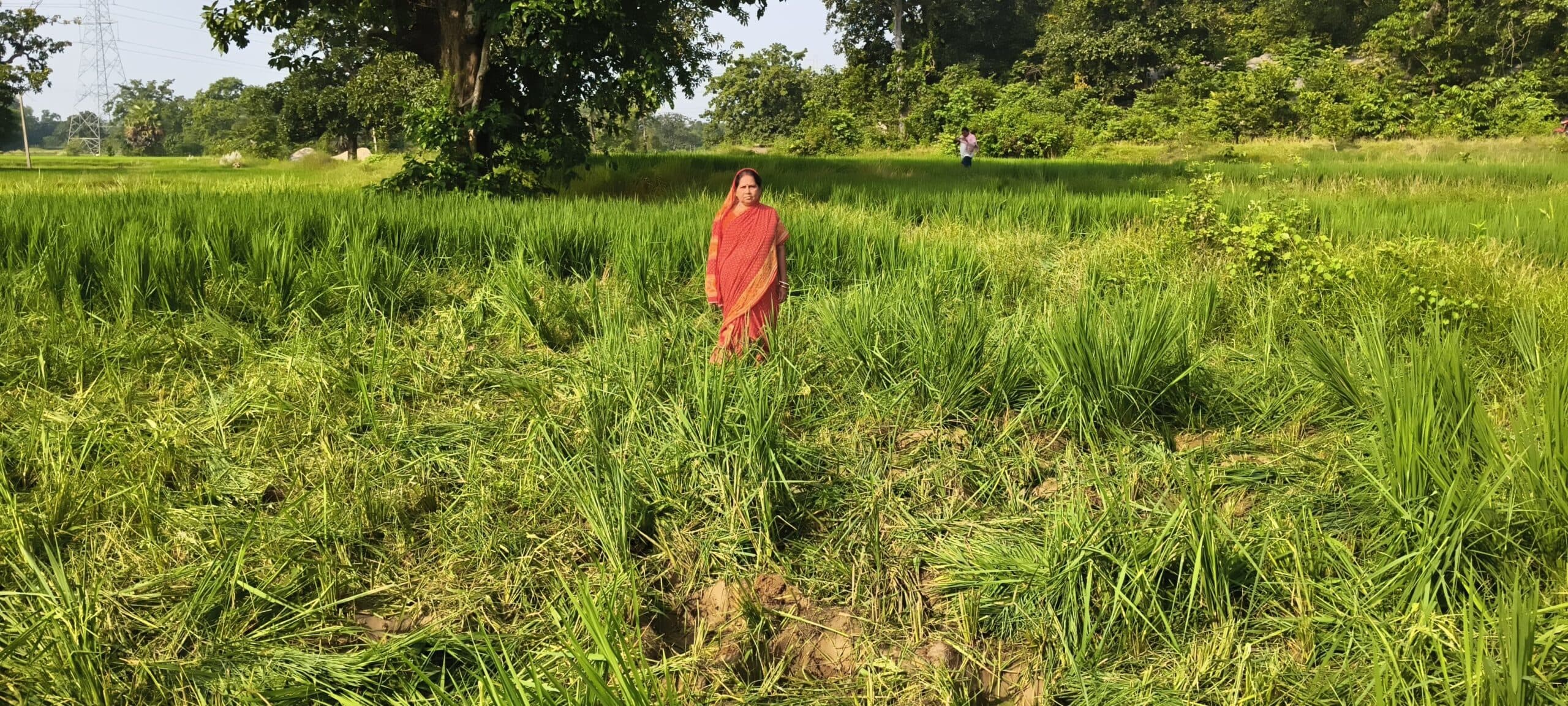 East Singhbhum News : जंगली हाथियों का उत्पात, पांच एकड़ में धान की फसल बर्बाद