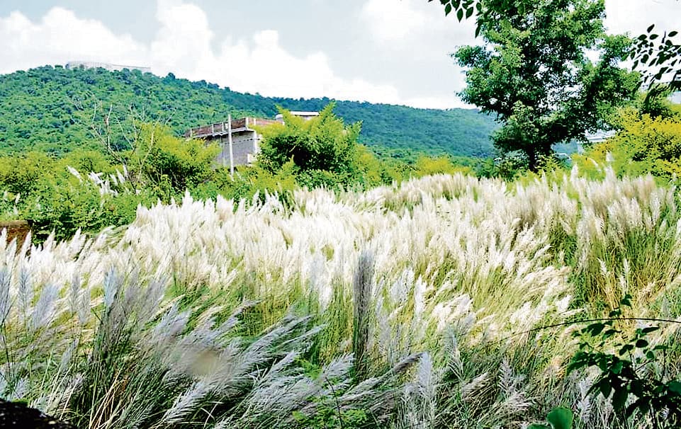 Seraikela Kharsawan News : कास फूलों ने किया प्रकृति का शृंगार