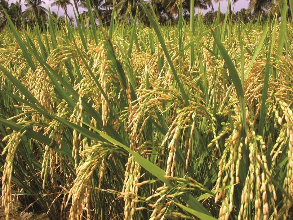 Rourkela News: जैविक पद्धति से देसी धान उगा किसान पा सकेंगे 4100 रुपये प्रति क्विंटल का एमएसपी