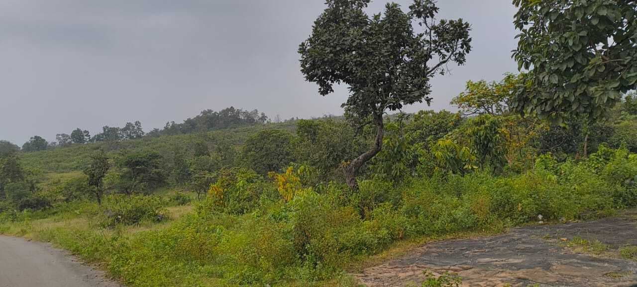 Bokaro News : कारो प्रोजेक्ट : मजिस्ट्रेट की उपस्थिति में आज से होगी पेड़ों की कटाई