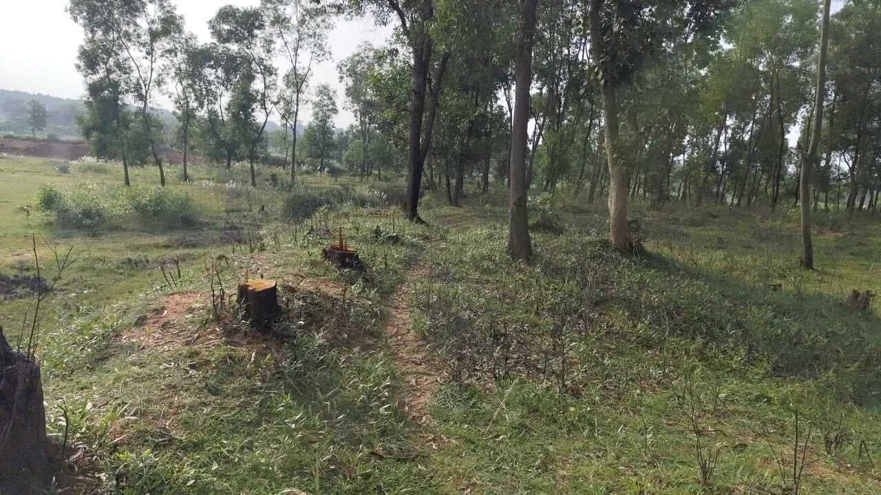 Giridih news: राजादौर में हो रही हरे पेड़ की कटाई, वन विभाग ने की जांच