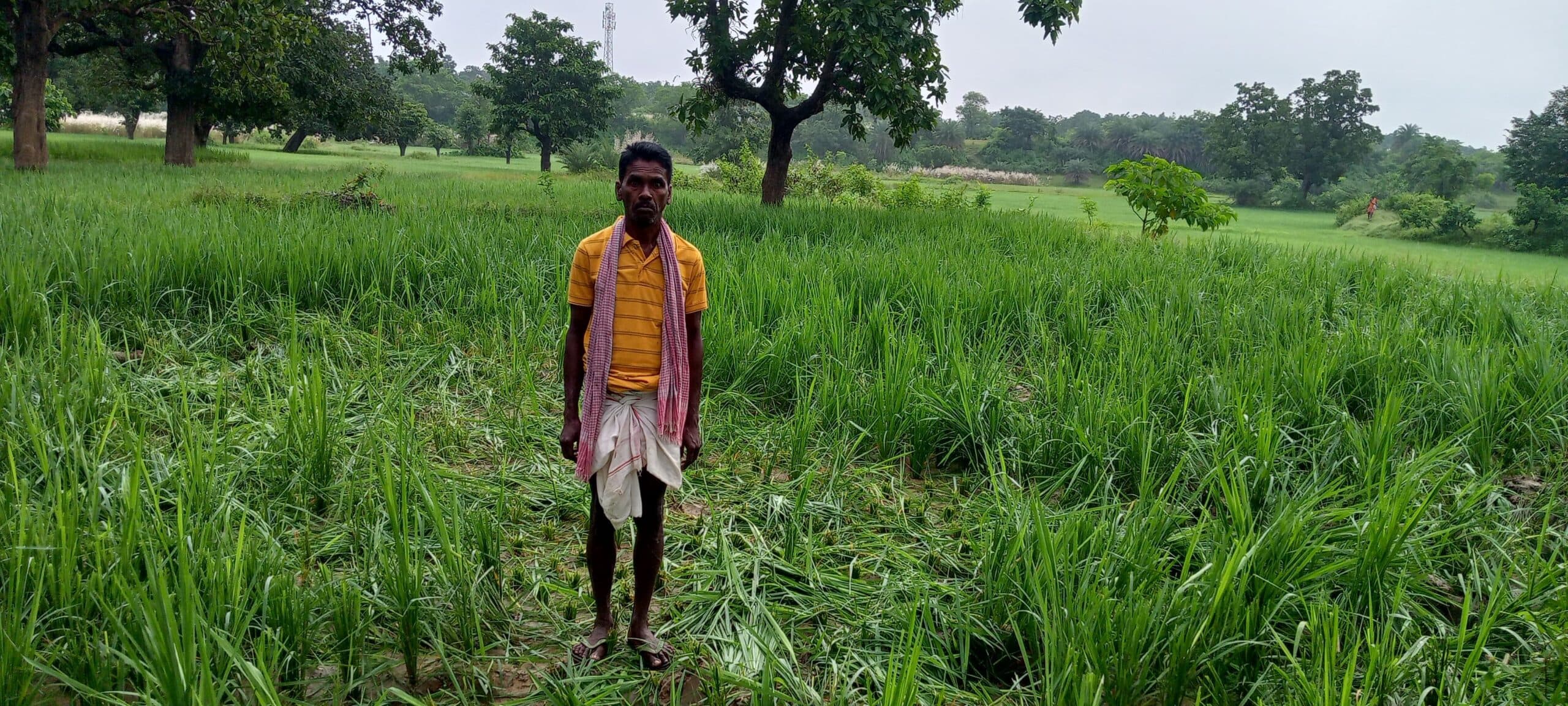 East Singhbhum News : गुड़ाबांदा : हाथियों ने कई घरों को तोड़कर पांच क्विंटल धान खाया