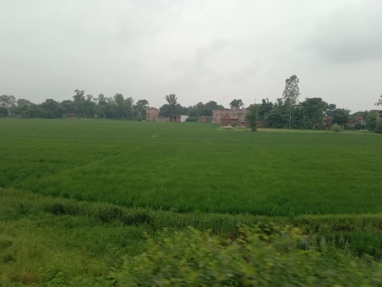 उत्तरा नक्षत्र की बारिश धान की फसल के लिए अमृत