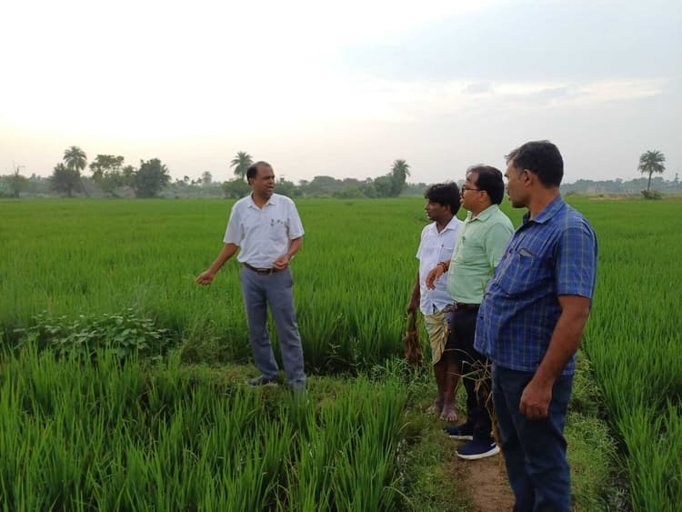 धान की फसल में शीथ ब्लाइट व कीट प्रकोप की हुई पुष्टि, किसानों को दी बचाव की सलाह