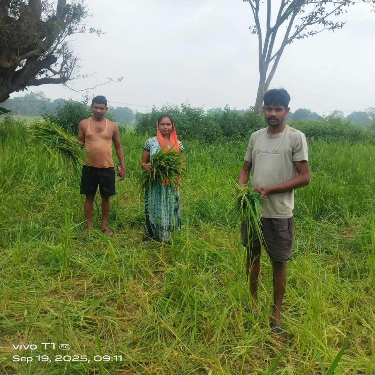 हाथियों के झुंड ने फसलों को किया बर्बाद