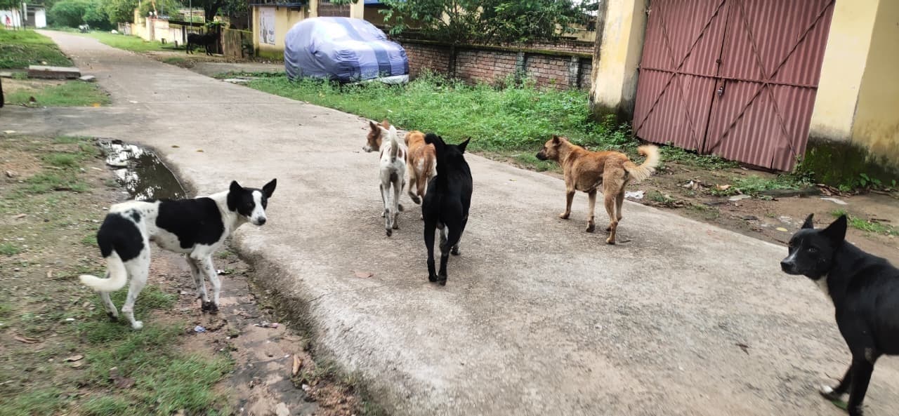 खलारी में आवारा कुत्तों का आतंक