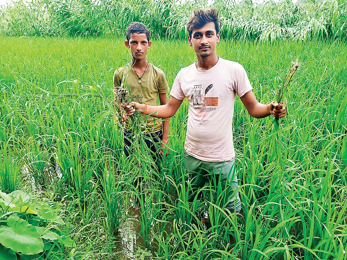 Saran News : बारिश से किसानों के चेहरे खिले, फसलों को मिली संजीवनी