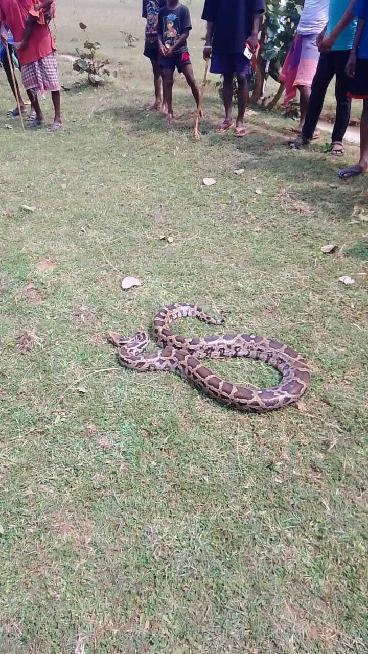 पालोजोरी के भोंराडीह में मिला अजगर, रेस्क्यू कर जंगल में छोड़ा