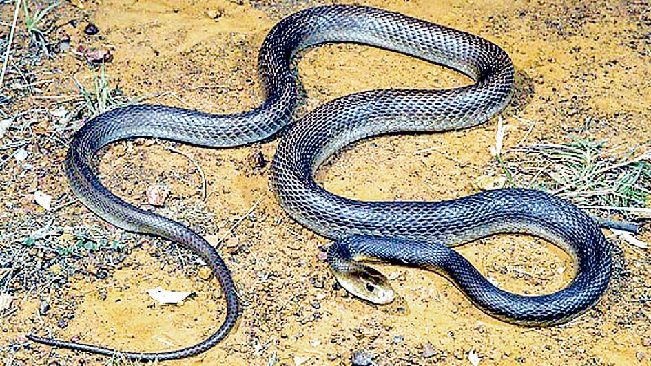 जिले के विविध क्षेत्रों में सर्पदंश से 4 मौतें, मचा हड़कंप