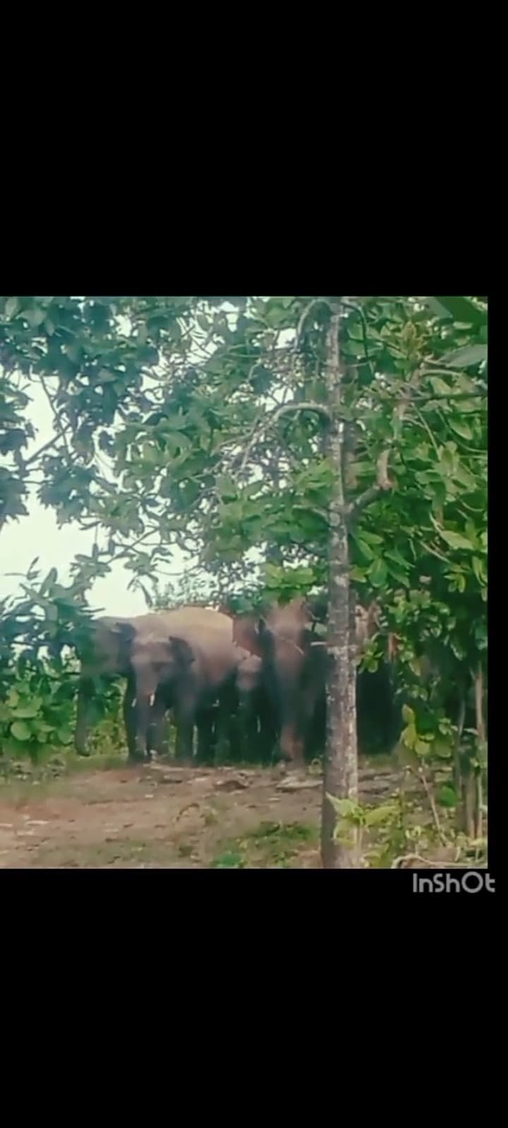 Chaibasa News : टोंटो प्रखंड में हाथियों का उत्पात जारी, फसलों को क्षति, ग्रामीणों में दहशत