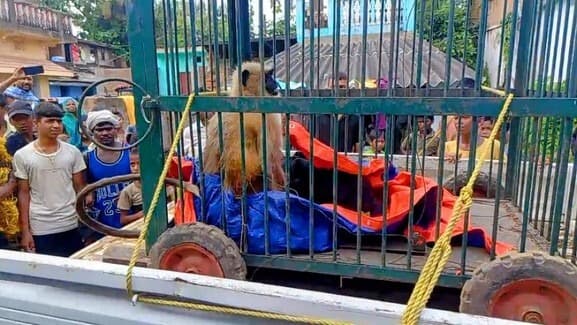 अचेत अवस्था में धान के खेत में मिला घायल बंदर