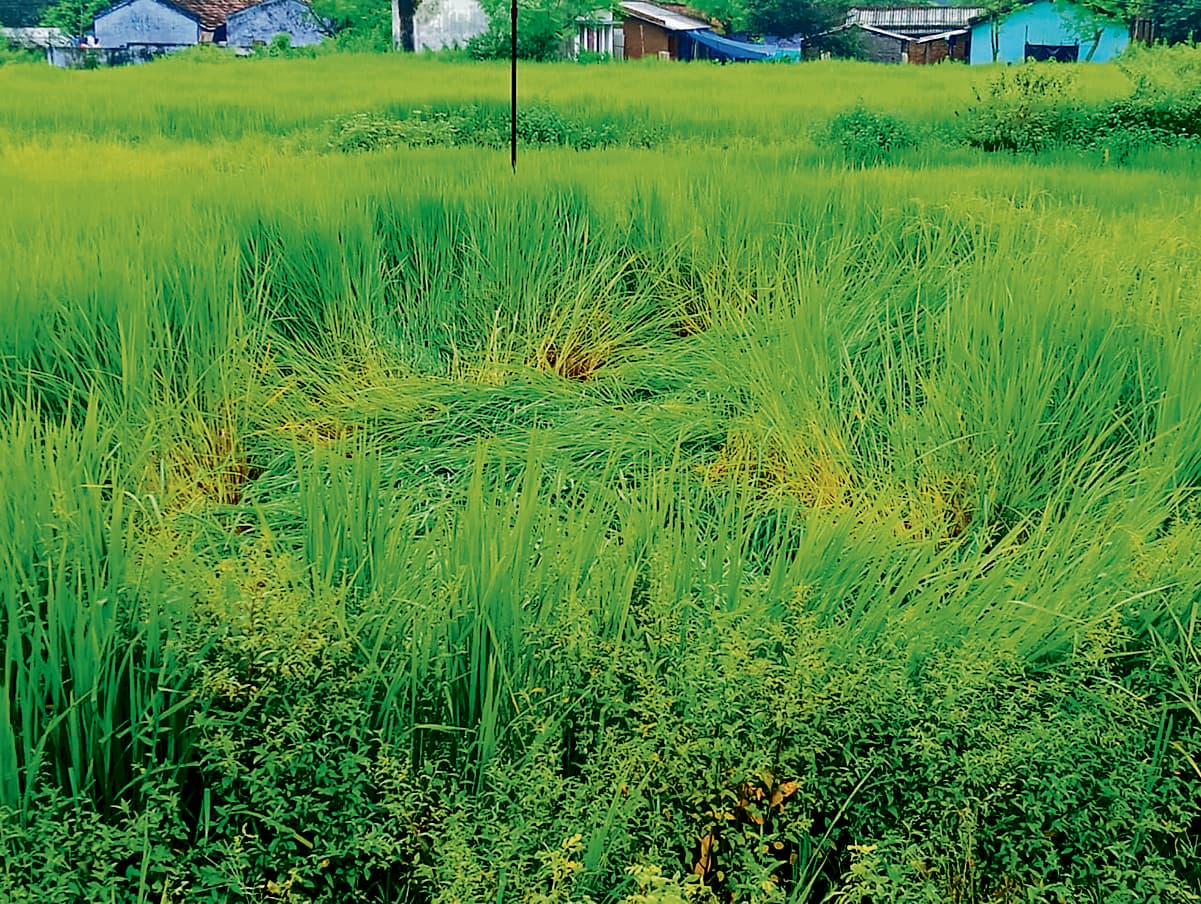 Chaibasa News : अभी ओस जरूरी, बारिश व हवा से धान पर संकट