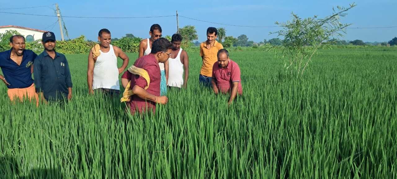 मौसम में उतार-चढ़ाव से धान के फसल में शीथ ब्लाईट रोग का प्रकोप