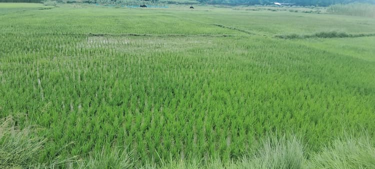 सरकारी दर पर किसानों से धान खरीद की तैयारी शुरू, 01 नवंबर से पैक्स पर किसानों से होगी धान की खरीद