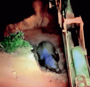 बाघमुंडी के कुएं में गिरा हाथी का शावक वन विभाग ने सुरक्षित बाहर निकाला