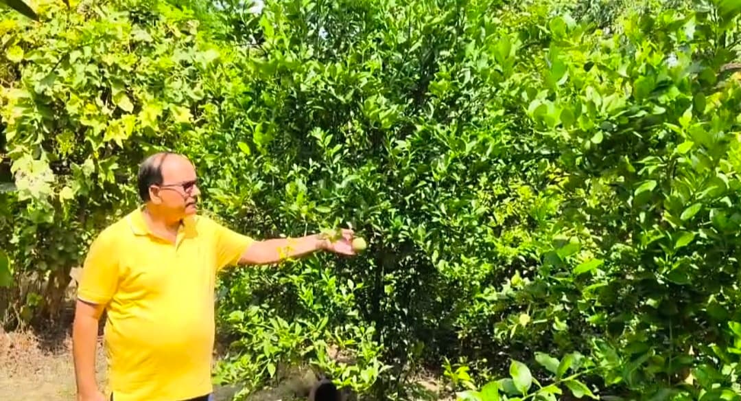 हसनगंज में मौसमी की खेती बना आमदनी का जरिया