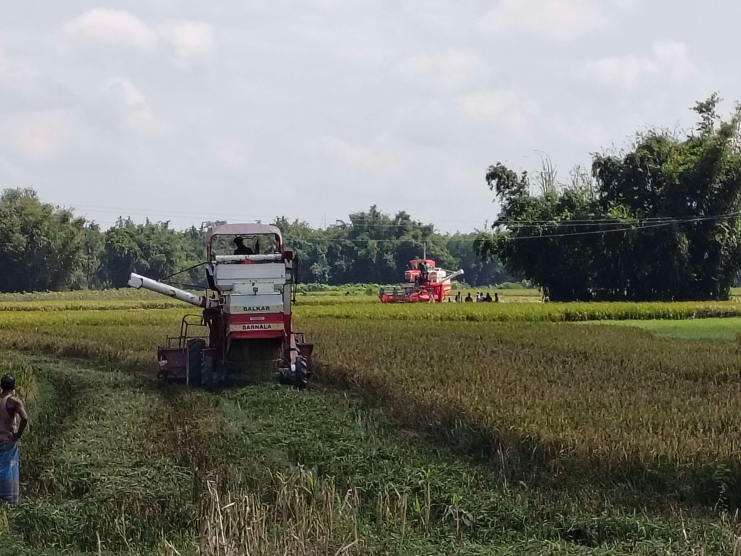 मजदूरों के अभाव में धान की कटाई की जा रही मशीन से