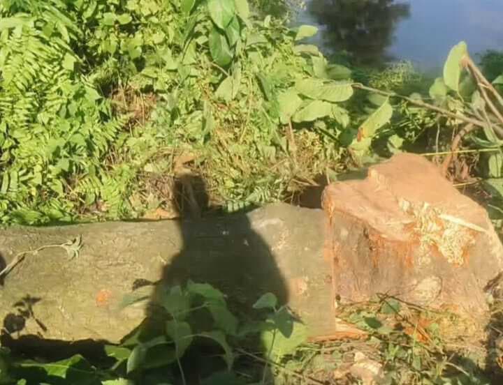 सड़क किनारे लगे पेड़ों की चोर रात में कर रहे कटाई