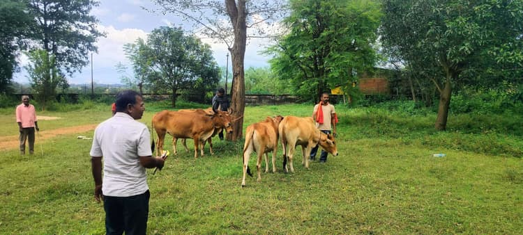 सोनाहातू पुलिस ने मवेशी तस्कर को गिरफ्तार कर भेजा जेल