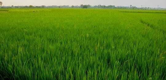 संताल परगना के किसानों के चेहरे पर आयी खुशी