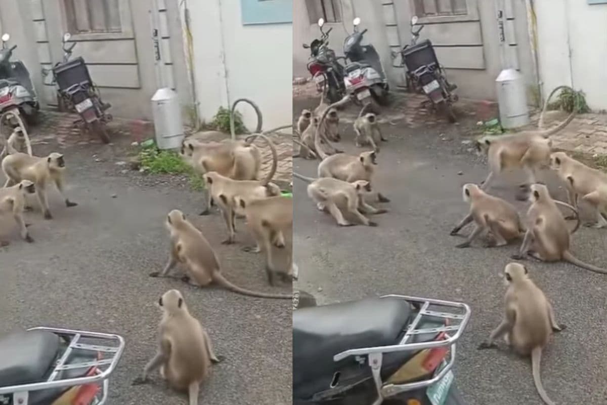 Viral Video: बंदरों का कबड्डी महामुकाबला, वायरल वीडियो ने सोशल मीडिया पर मचाया धमाल