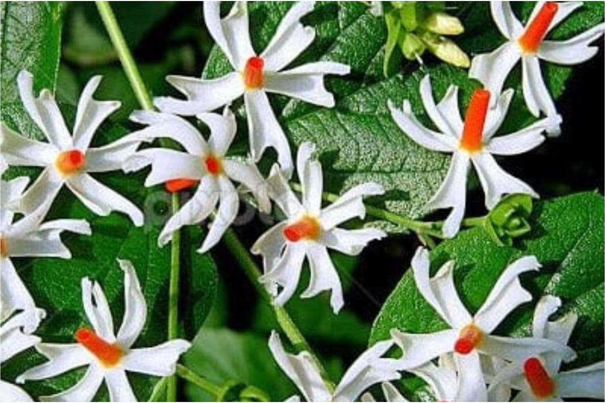 Harsingar Face Pack: हरसिंगार के फूल करेंगे स्किन को रिफ्रेश, जानें कैसे करें इस्तेमाल