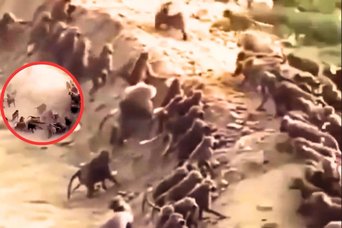 Viral Video: दो गुटों में भिड़े बंदर, गैंगवार का दिखा खौफनाक नजारा