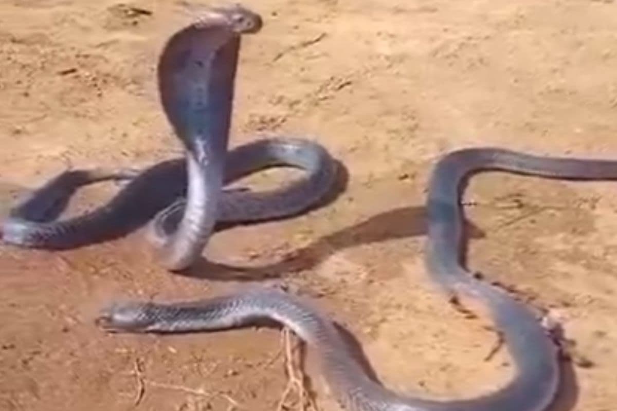 Viral Video: दिल दहला देगा ये वायरल वीडियो, नाग की मौत और नागिन का गम