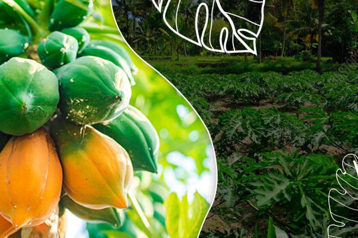 बिहार में अब पपीता की खेती का होगा विस्तार, किसानों को मिलेगी इतने रुपये की मदद  
